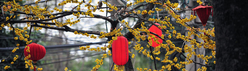 hangingverticalgarden